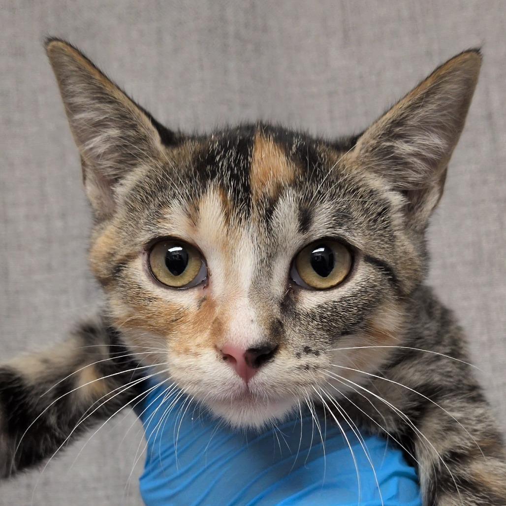 Enlarge Petunia, a Adoptable mixed breed in Hattiesburg, MS image 2/2