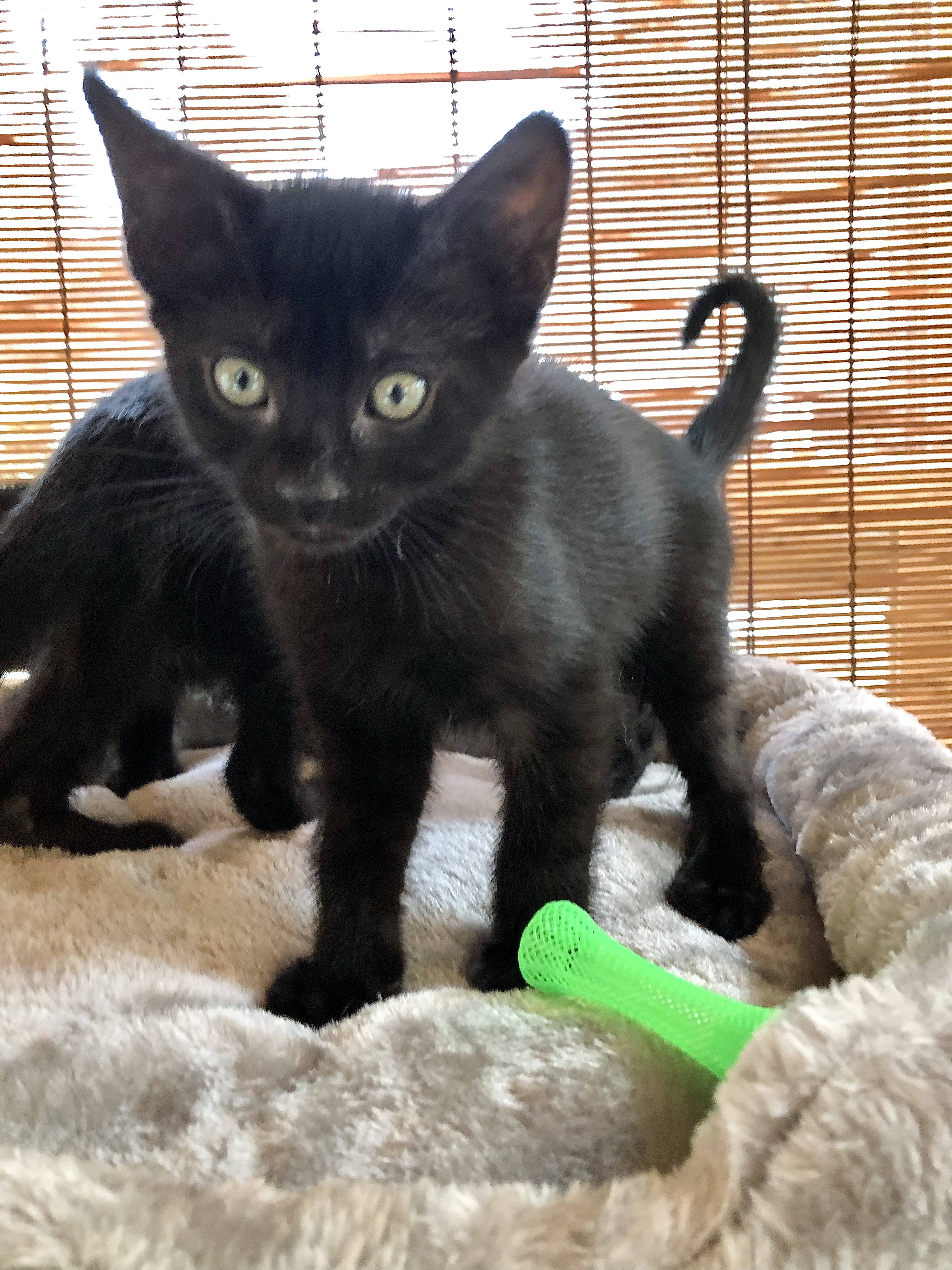 Raven & Birdi, Adopted, Kitten Female Bombay & American Shorthair.