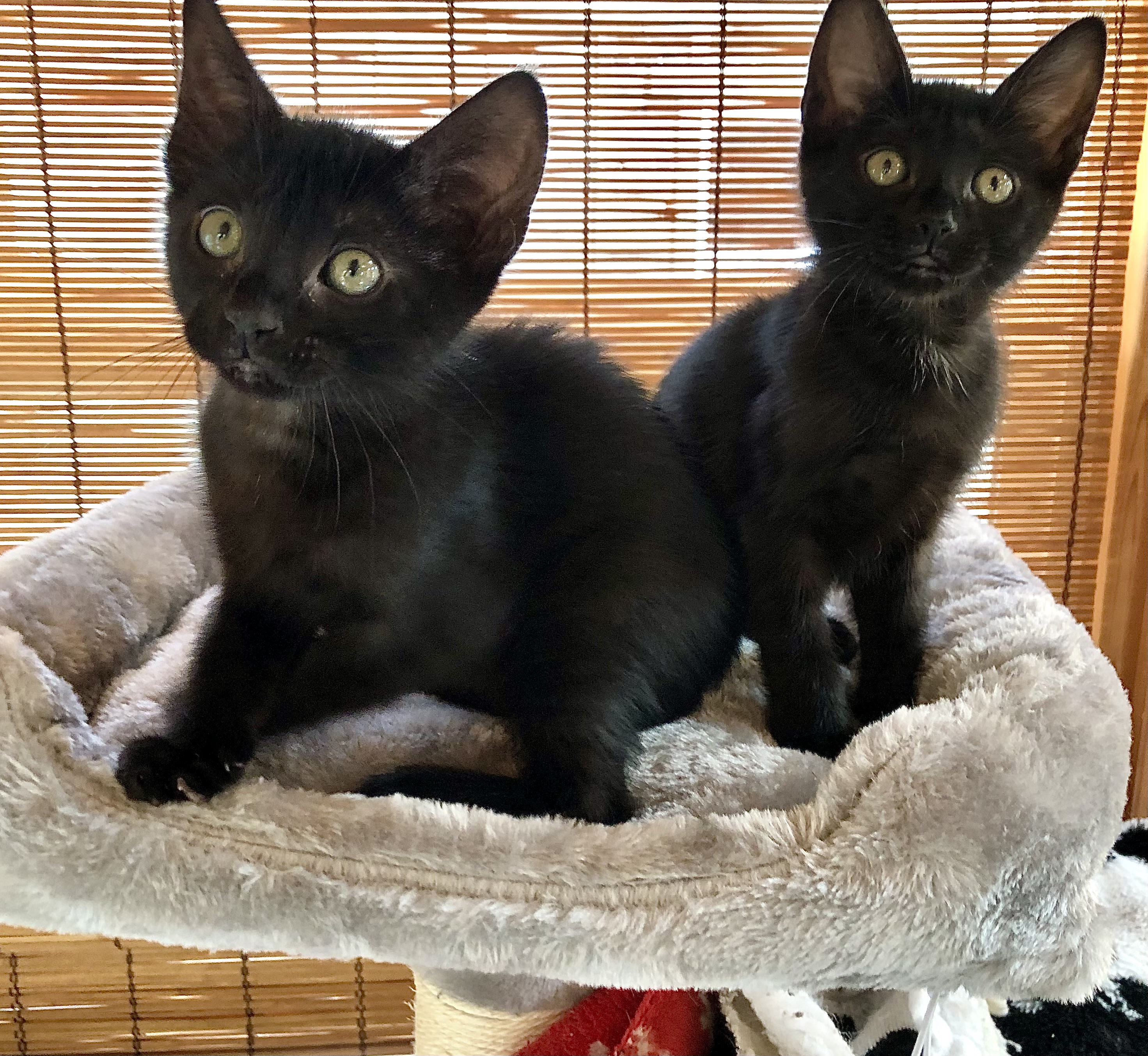 Raven & Birdi, a Adopted mixed breed in Ventura, CA image 3/3