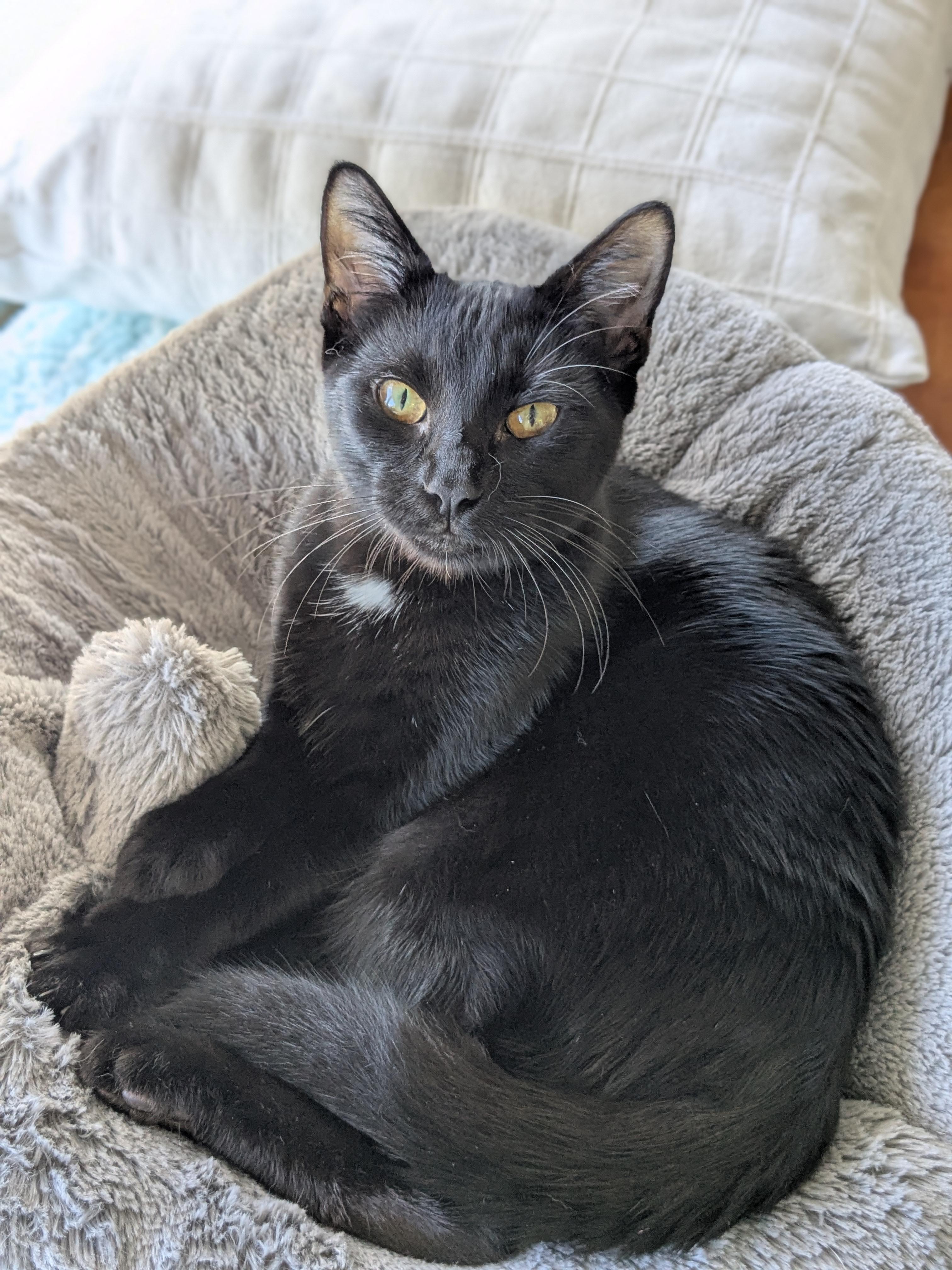 Enlarge Kennedy, a Adoptable Domestic Short Hair in Burlington, VT image 2/6