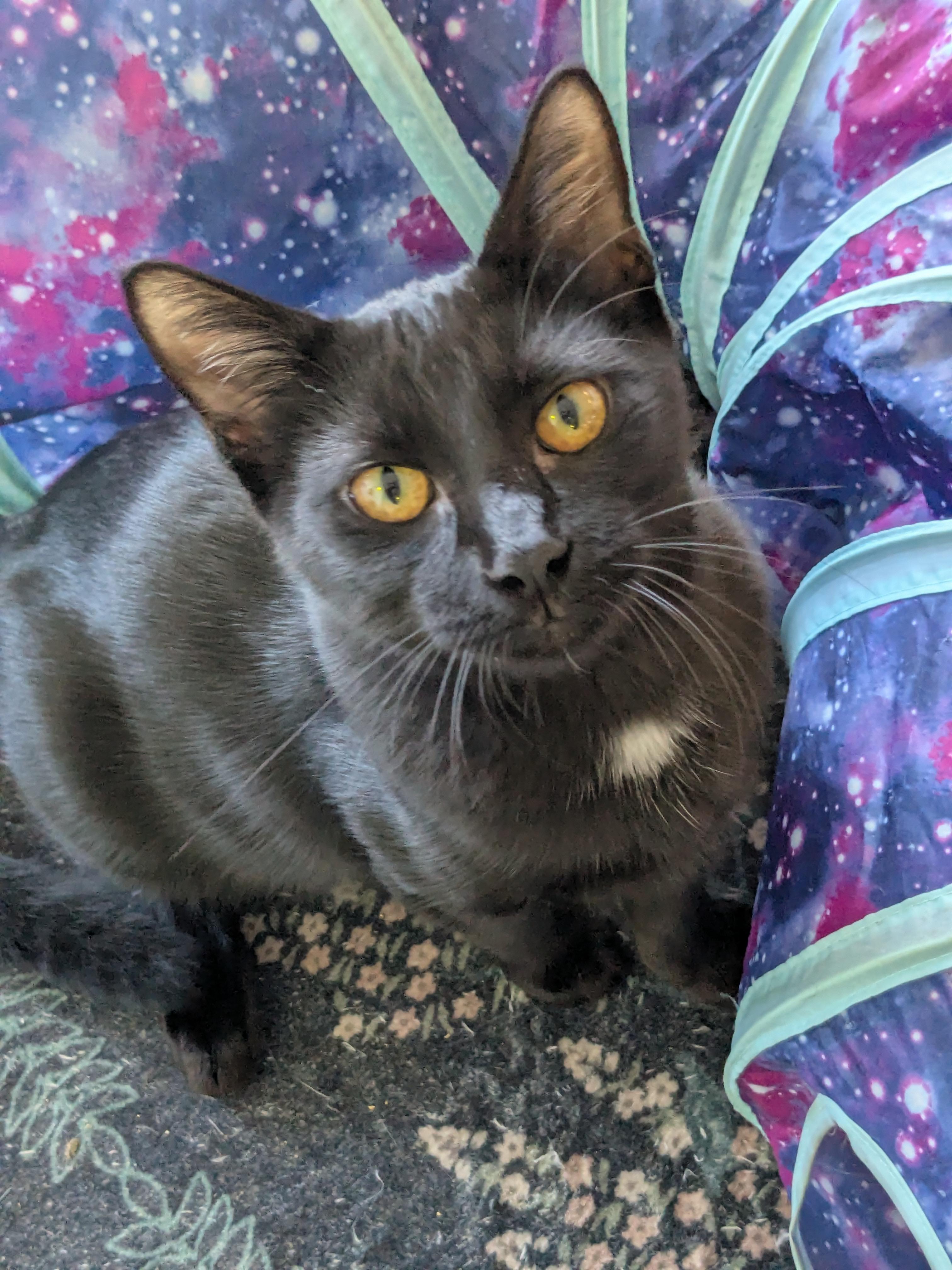 Enlarge Kennedy, a Adoptable Domestic Short Hair in Burlington, VT image 3/6