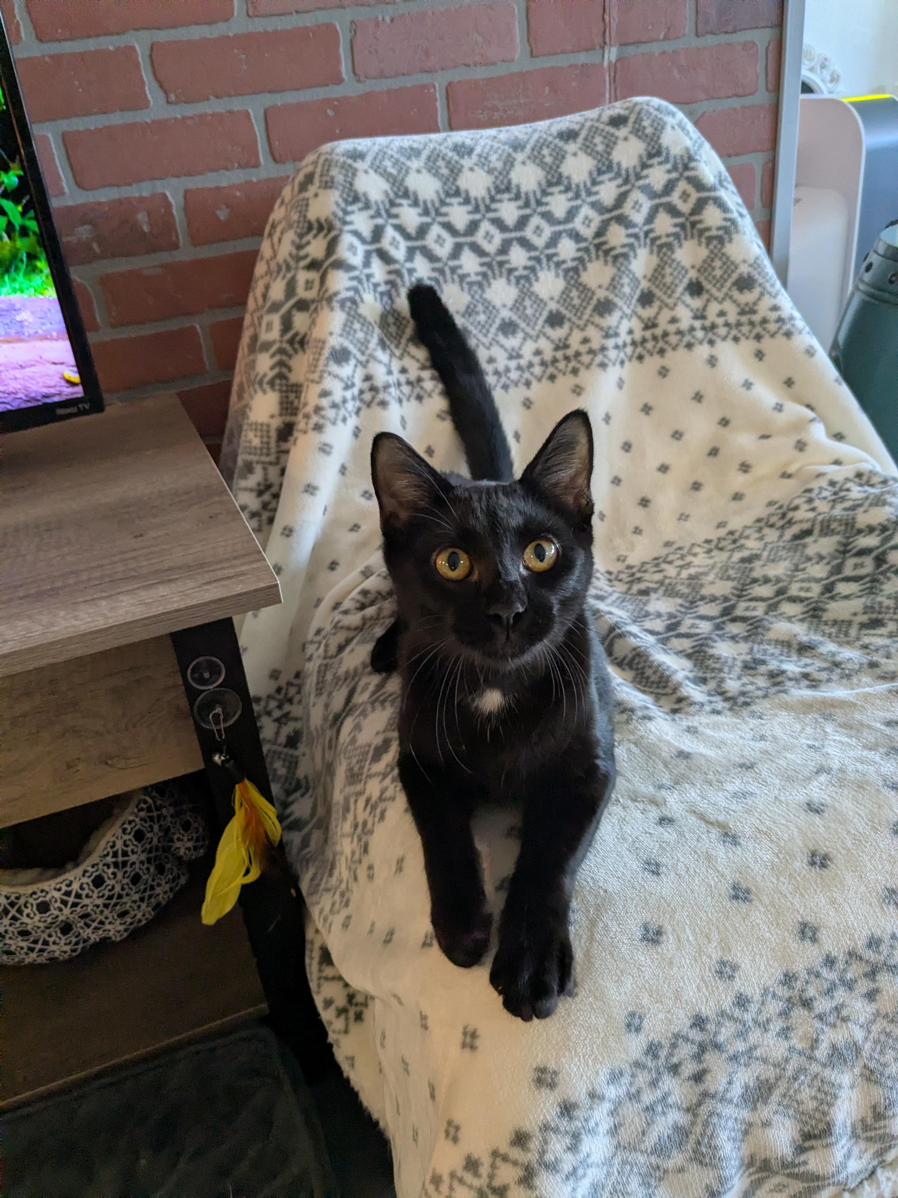 Enlarge Kennedy, a Adoptable Domestic Short Hair in Burlington, VT image 4/6