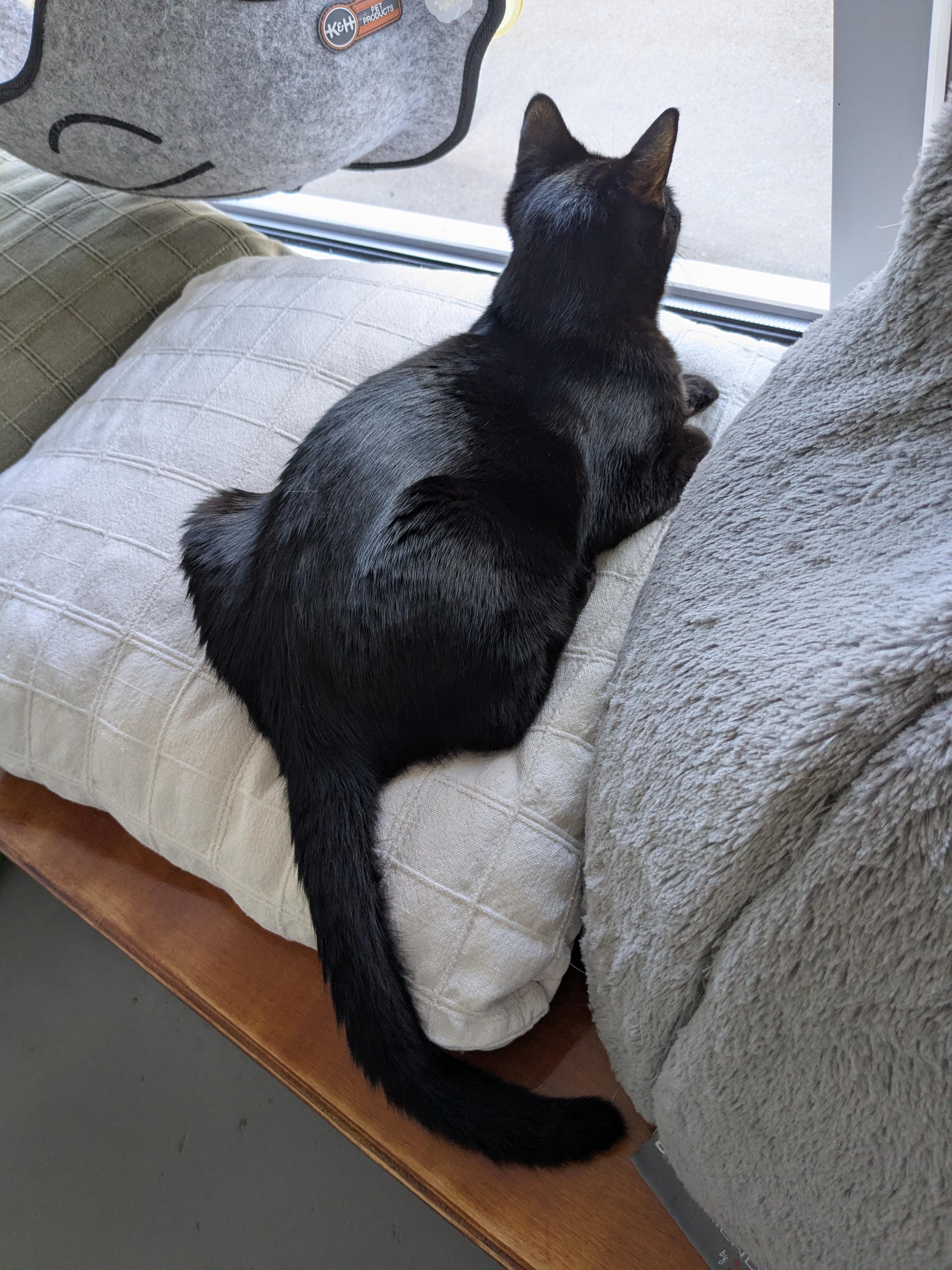 Enlarge Kennedy, a Adoptable Domestic Short Hair in Burlington, VT image 5/6