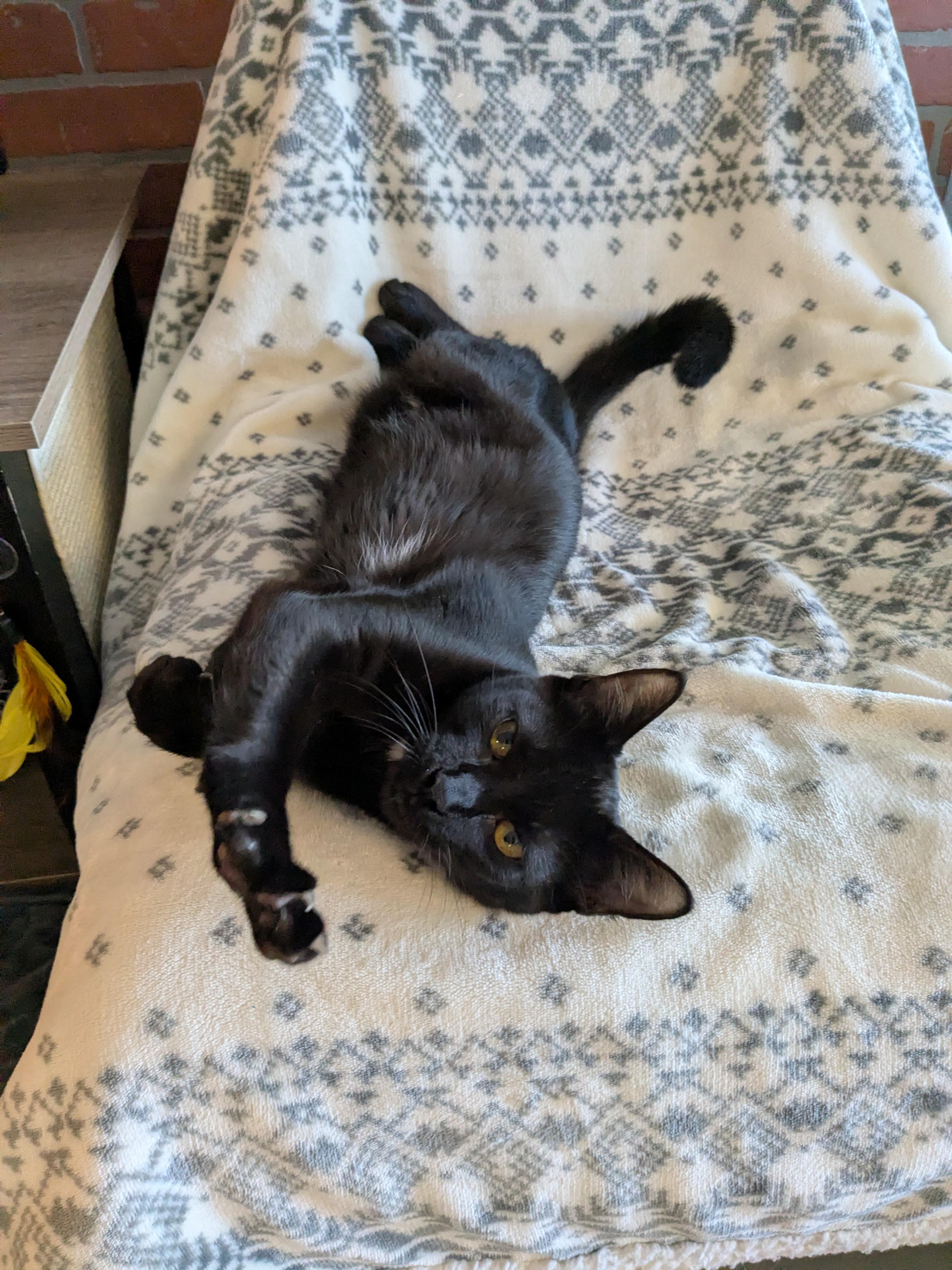 Enlarge Kennedy, a Adoptable Domestic Short Hair in Burlington, VT image 6/6