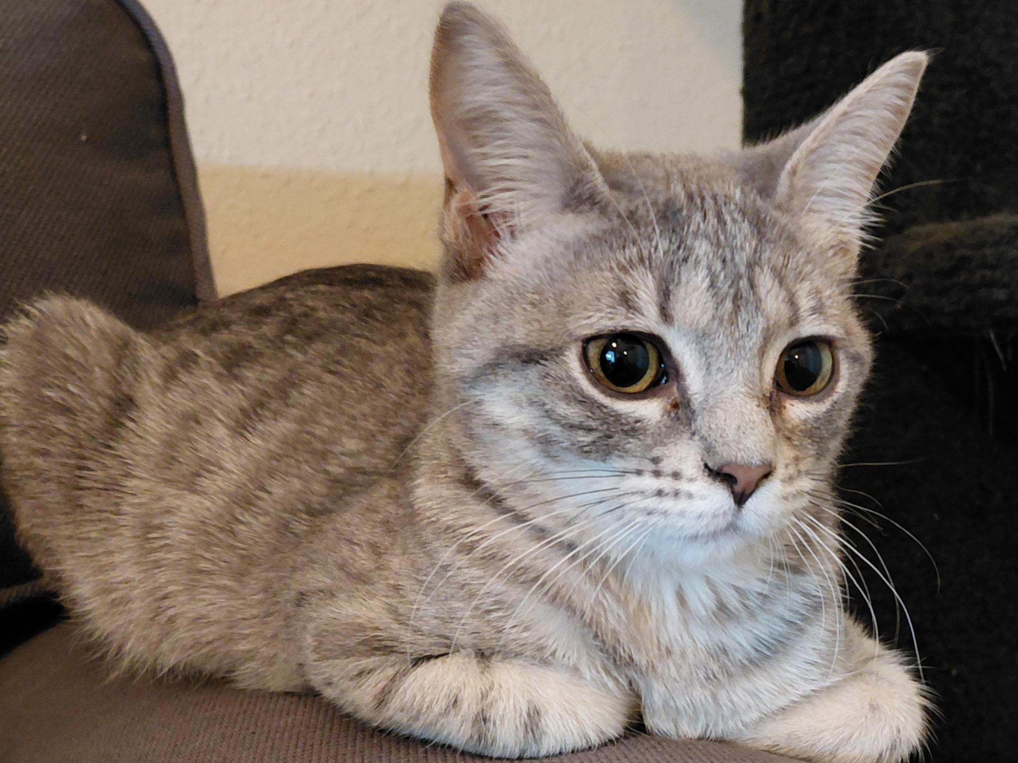 Enlarge Squirt, a ADOPTABLE American Shorthair in Katy, TX image 1/1