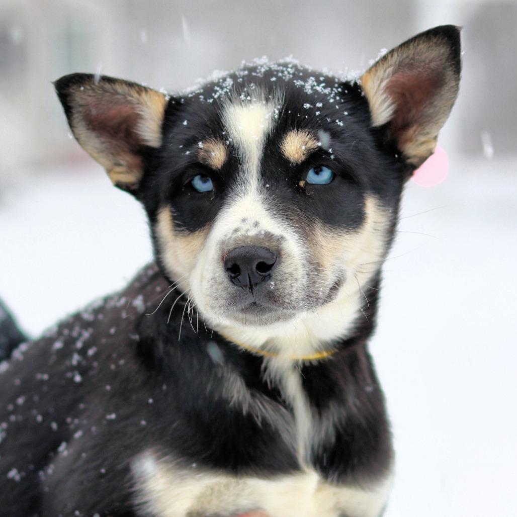 Ct Sitka thumbnail 4