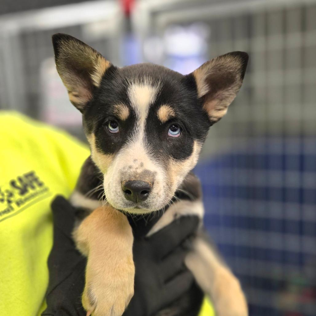 Ct Sitka thumbnail 5