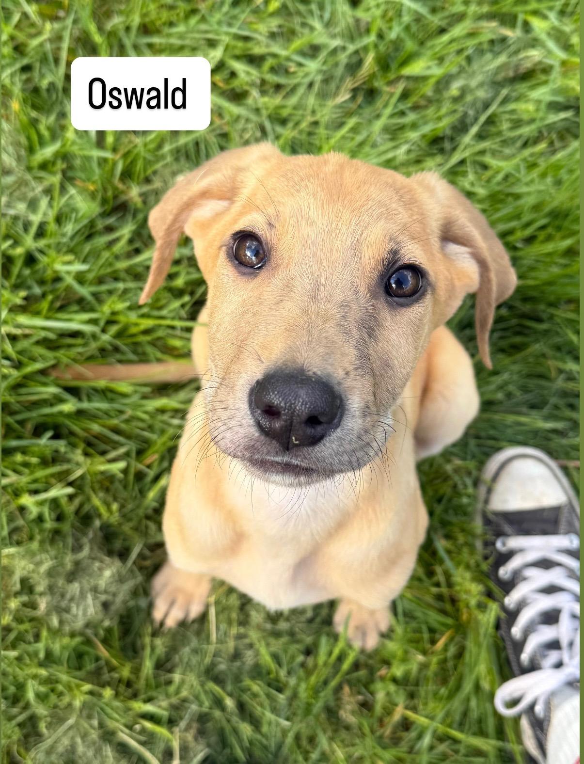 Oswald , a Adoptable mixed breed in Succasunna, NJ image 2/2