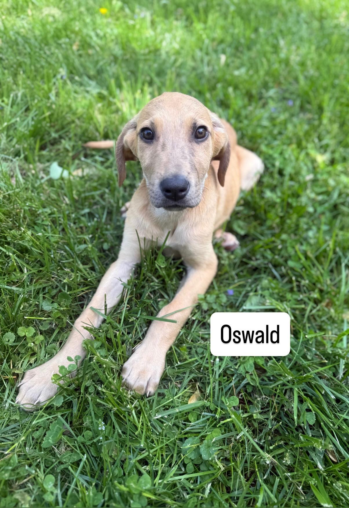 Oswald , Adoptable, Puppy Male Shepherd & Catahoula Leopard Dog.