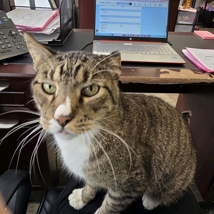 Harold, Adoptable, Adult Male Domestic Short Hair.