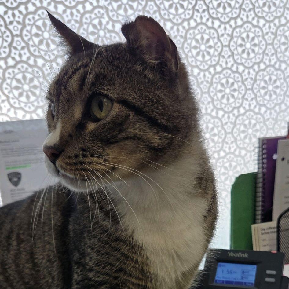 Harold, a Adoptable Domestic Short Hair in Branson, MO image 2/4