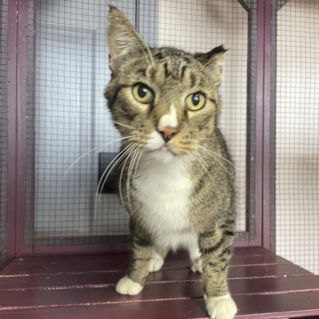 Harold, a Adoptable Domestic Short Hair in Branson, MO image 4/4