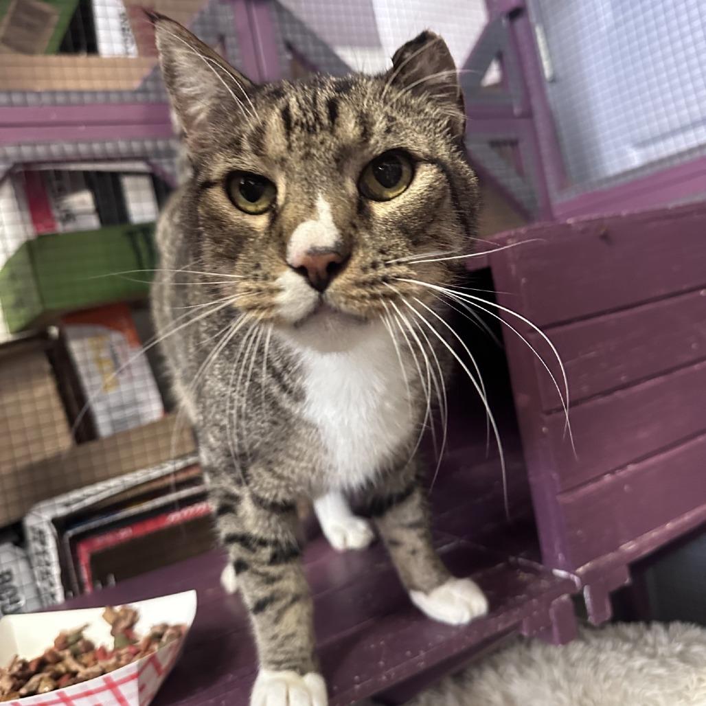 Harold, a Adoptable Domestic Short Hair in Branson, MO image 5/6