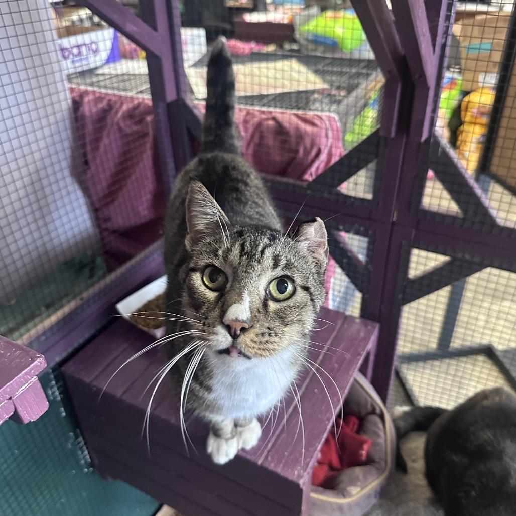 Harold, a Adoptable Domestic Short Hair in Branson, MO image 6/6