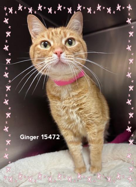 Enlarge GINGER, a ADOPTABLE Domestic Short Hair in Marietta, GA image 1/4