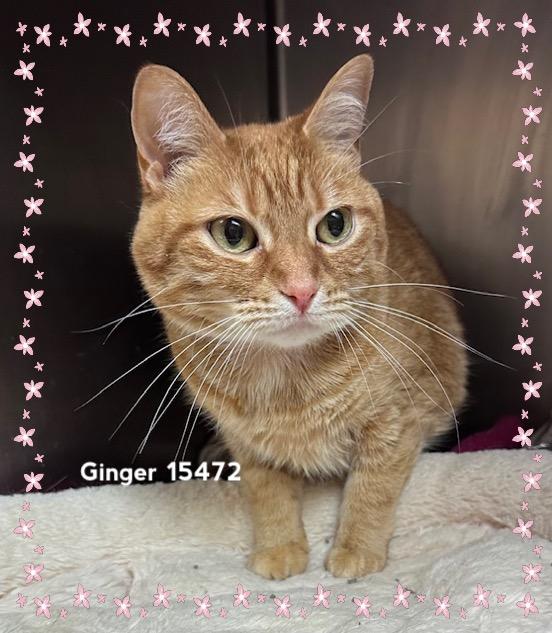 Enlarge GINGER, a ADOPTABLE Domestic Short Hair in Marietta, GA image 2/4