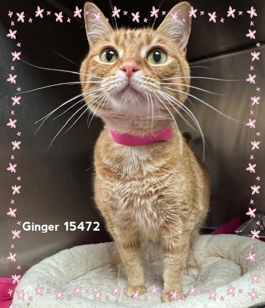 GINGER, ADOPTABLE, Adult Female Domestic Short Hair.