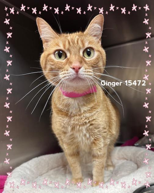 Enlarge GINGER, a ADOPTABLE Domestic Short Hair in Marietta, GA image 4/4