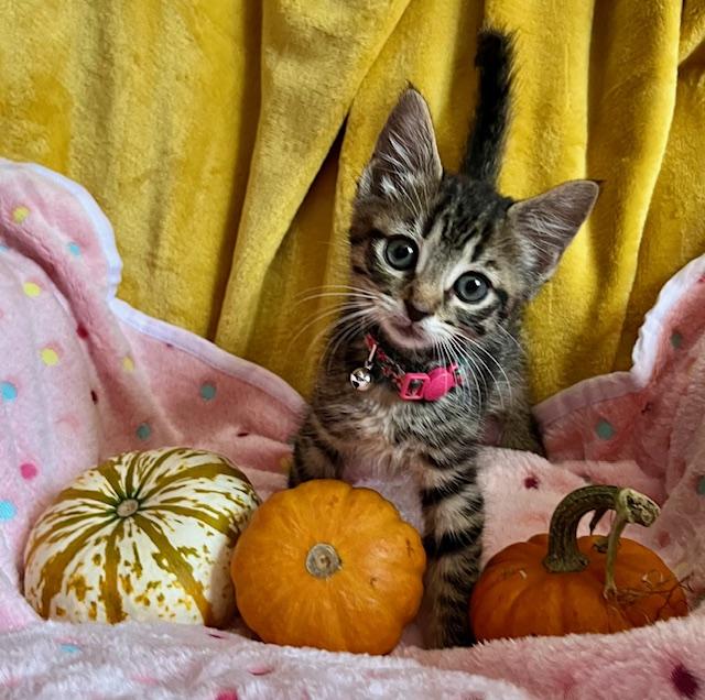 Antonia, Adoptable, Kitten Female Domestic Short Hair.