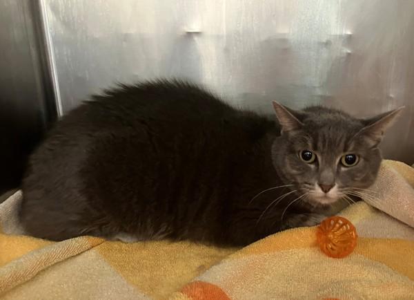 Lilo, Adoptable, Senior Female Domestic Short Hair.