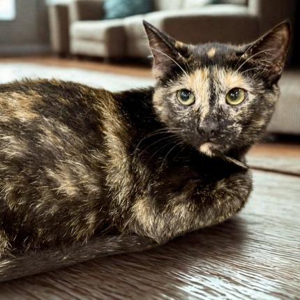 Enlarge Opal, a Adoptable Domestic Short Hair in New Port Richey, FL image 1/1