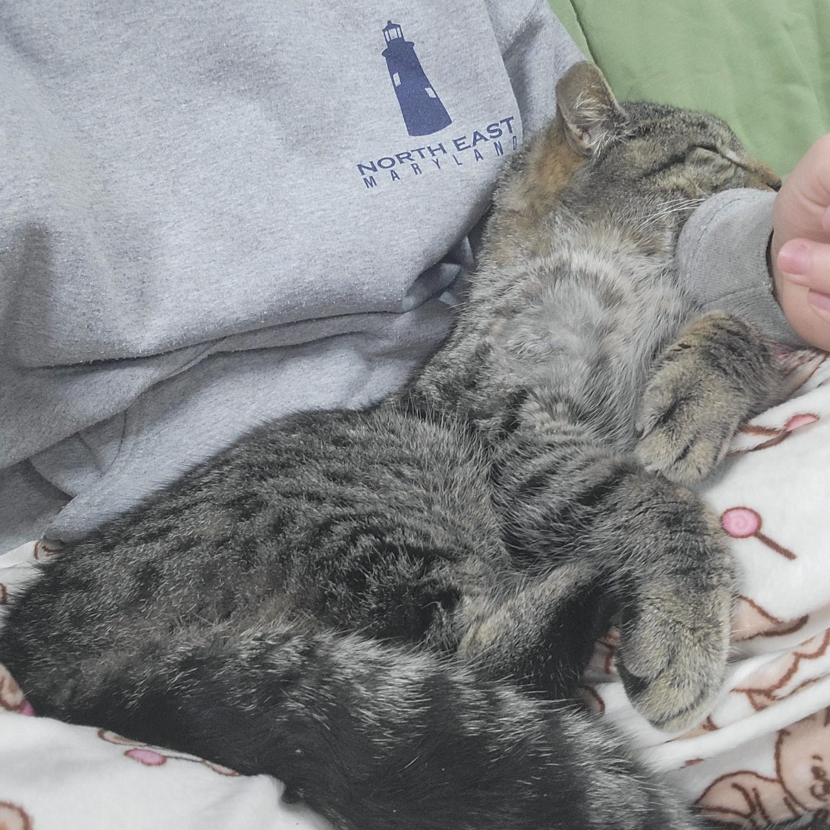 Alfred, adopted, Young Male Domestic Short Hair.