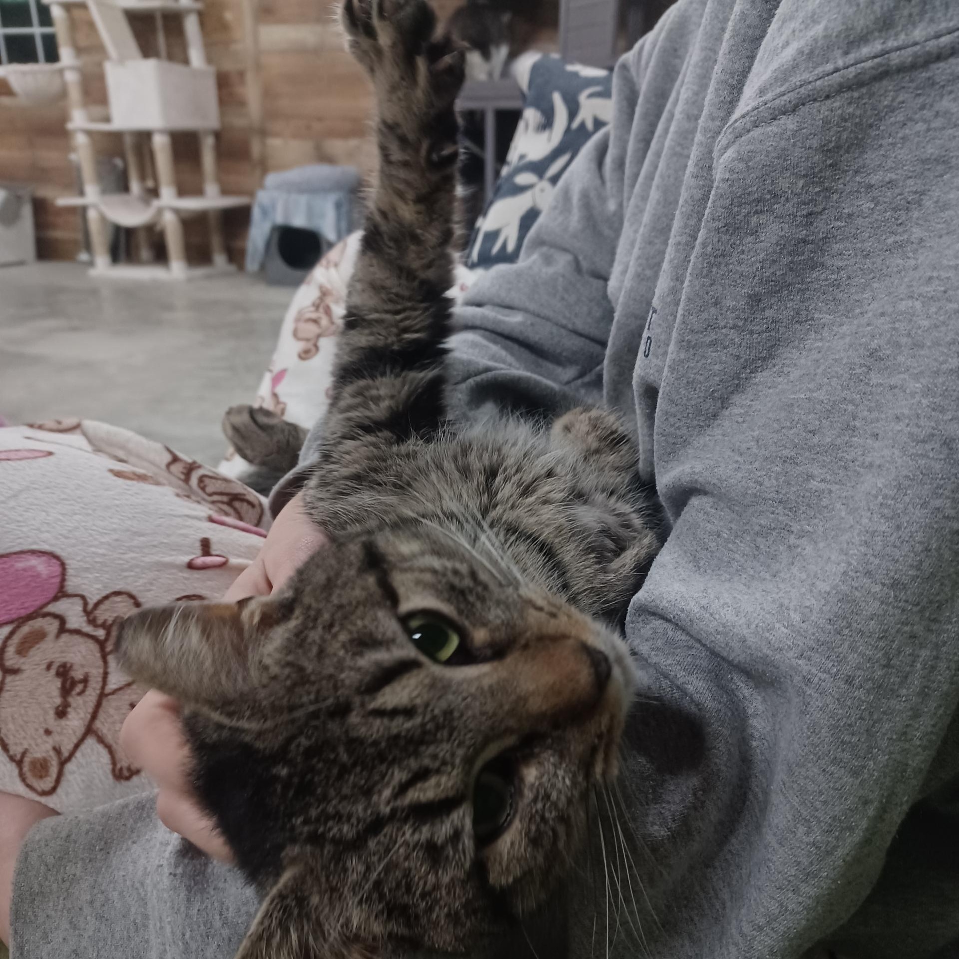 Enlarge Alfred, an adopted Domestic Short Hair in Avondale, PA image 2/2