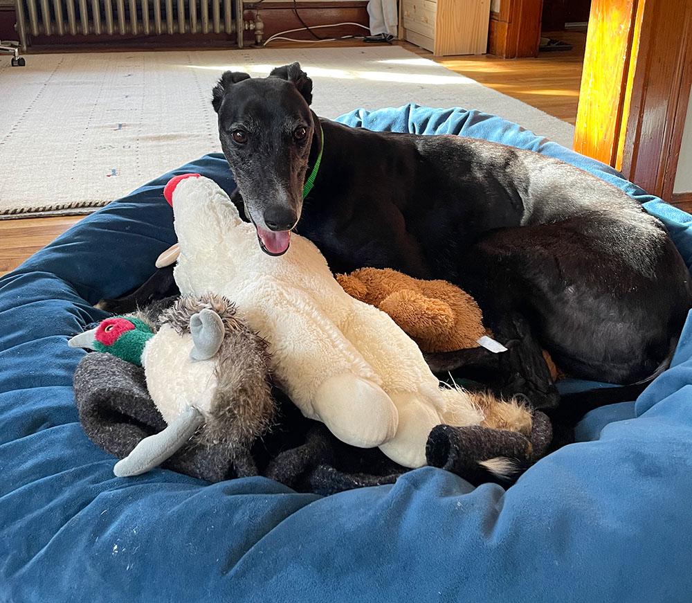Rua, a ADOPTABLE Greyhound in Ware, MA image 4/4