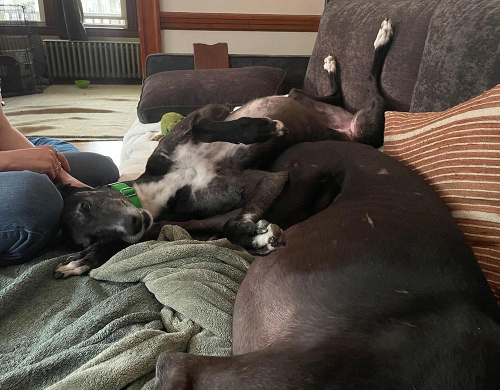 Rua, a ADOPTABLE Greyhound in Ware, MA image 2/4