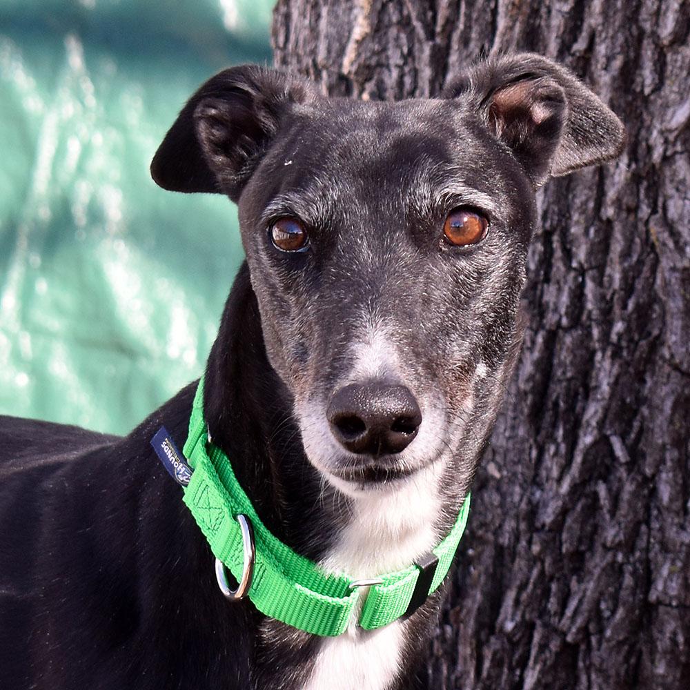 Rua, ADOPTABLE, Adult Female Greyhound.