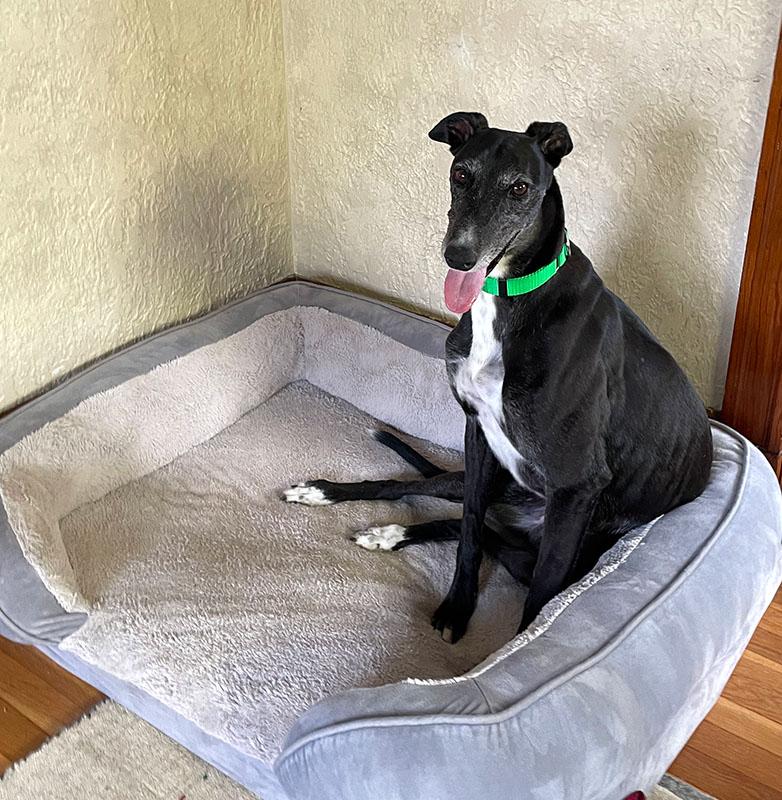 Rua, a ADOPTABLE Greyhound in Ware, MA image 3/4