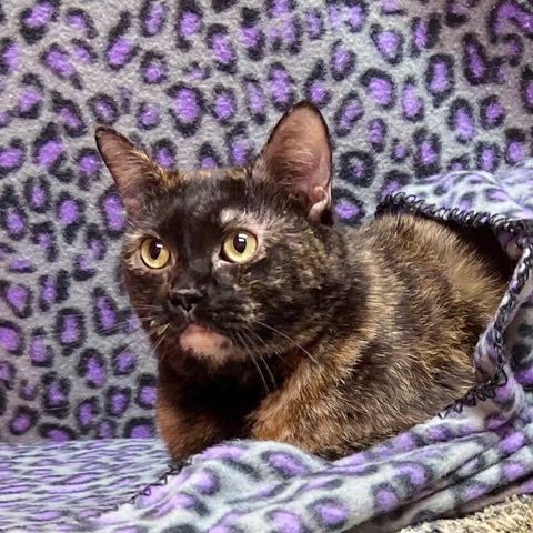 Julie, a Adoptable Tortoiseshell in Kerrville, TX image 1/2