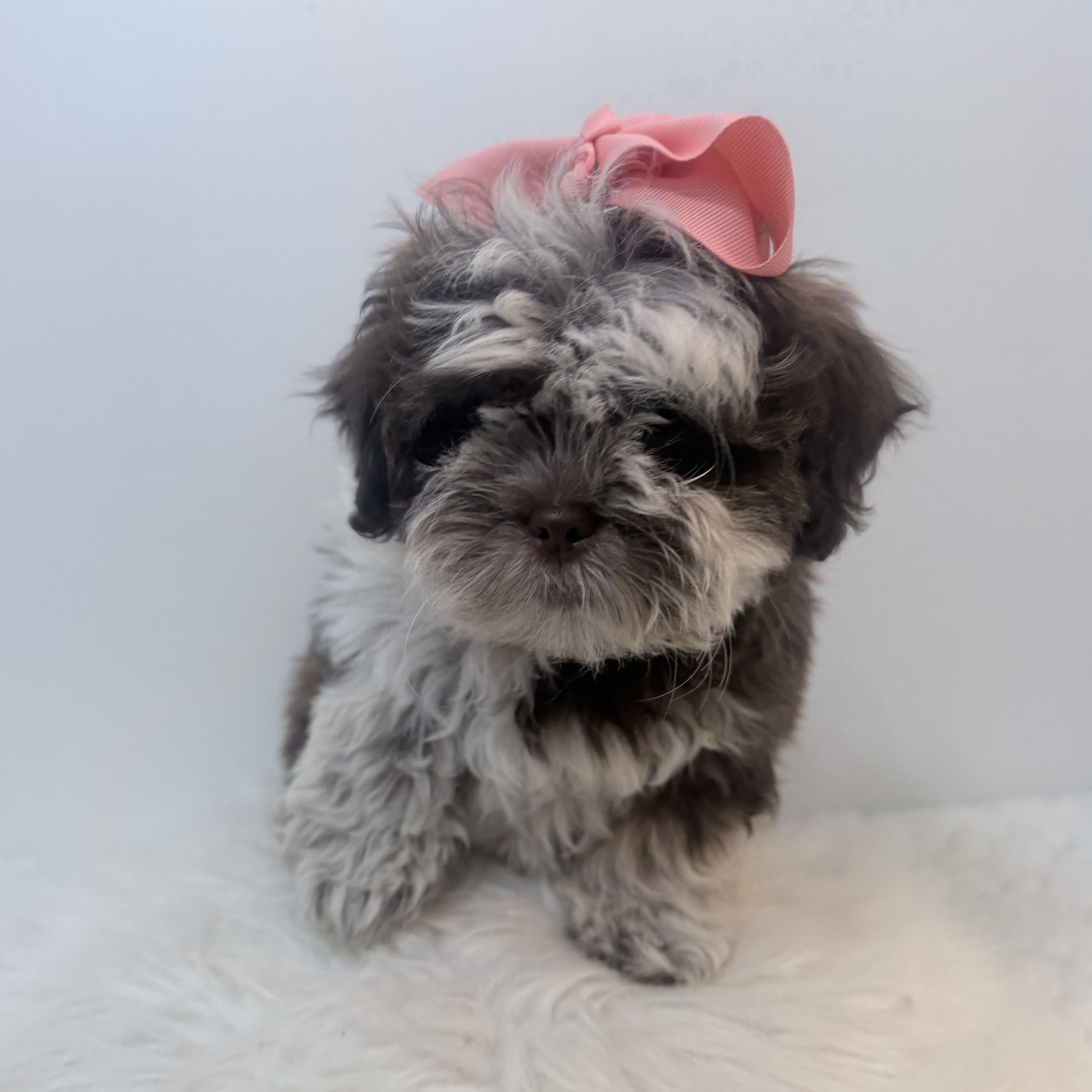 Enlarge Cookies n cream, a Adoptable Shih poo in Wrightstown, NJ image 2/6