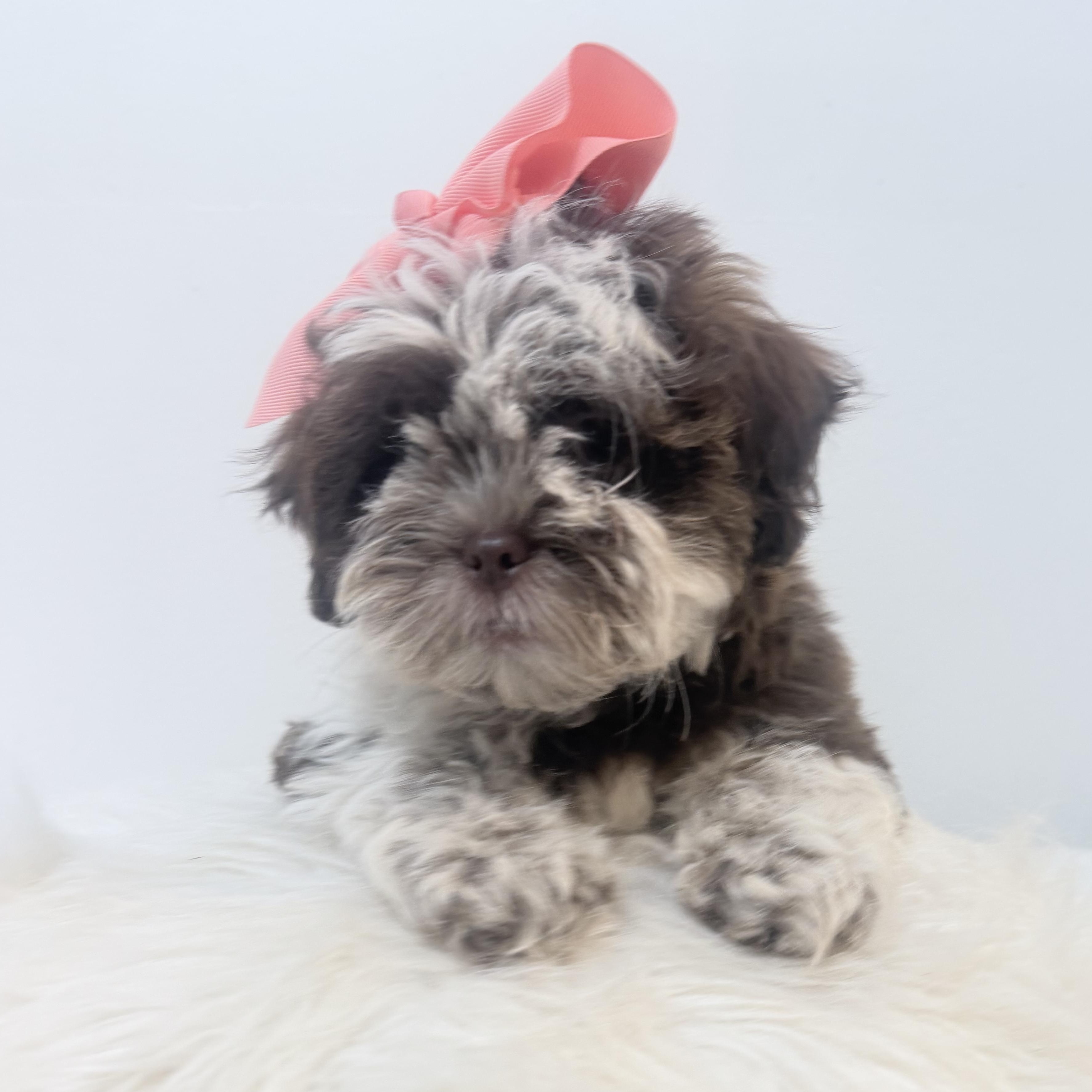 Enlarge Cookies n cream, a Adoptable Shih poo in Wrightstown, NJ image 1/6