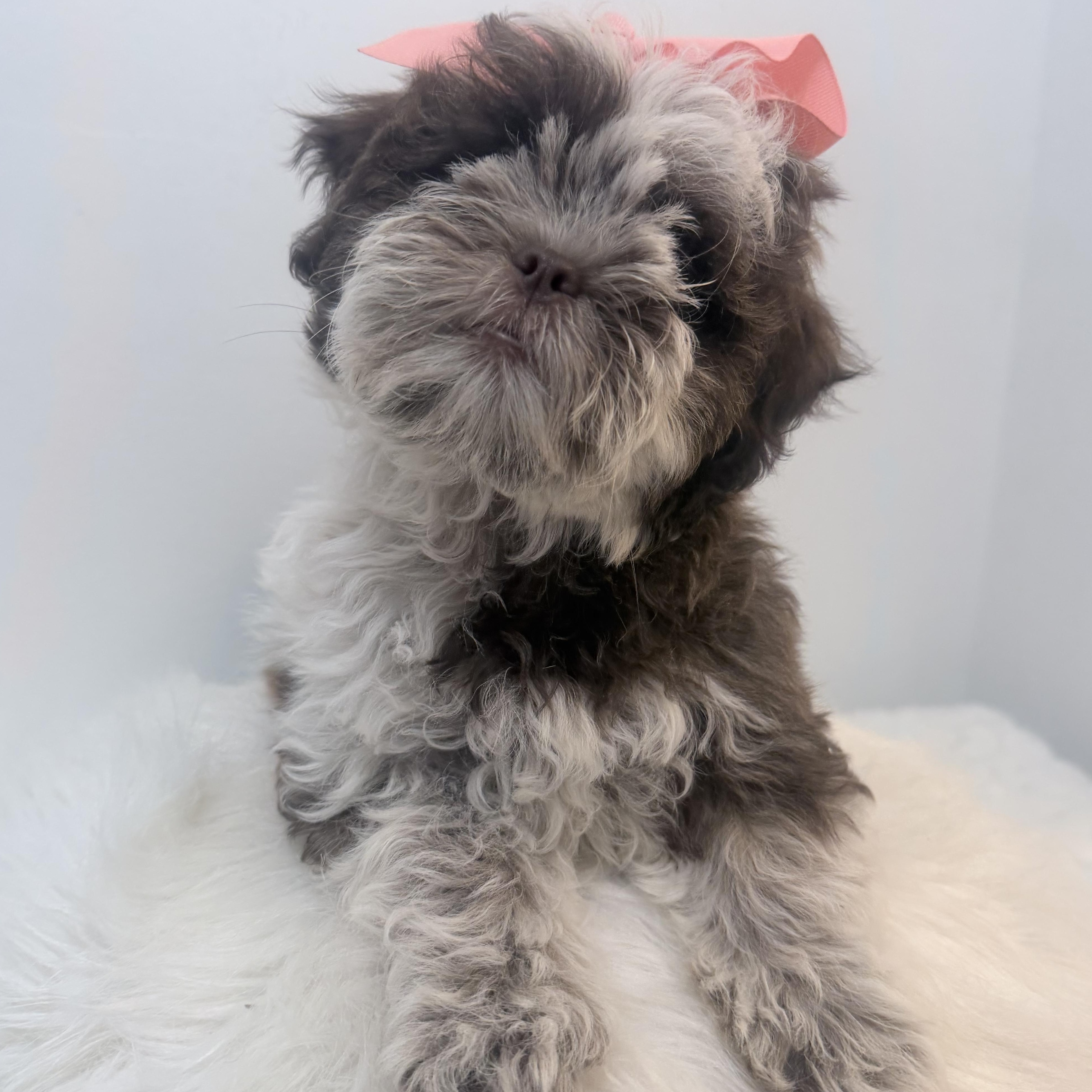 Enlarge Cookies n cream, a Adoptable Shih poo in Wrightstown, NJ image 3/6