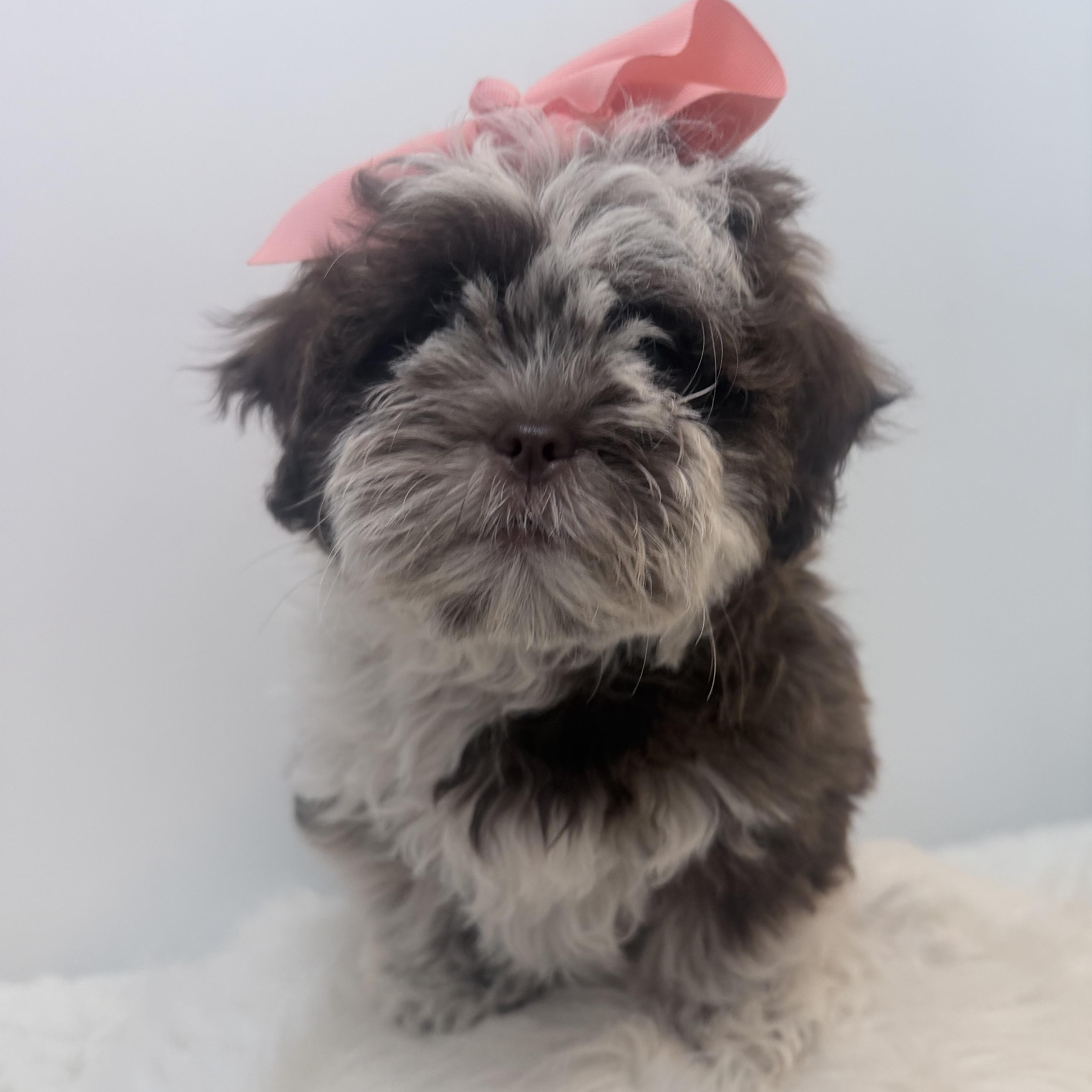 Enlarge Cookies n cream, a Adoptable Shih poo in Wrightstown, NJ image 5/6