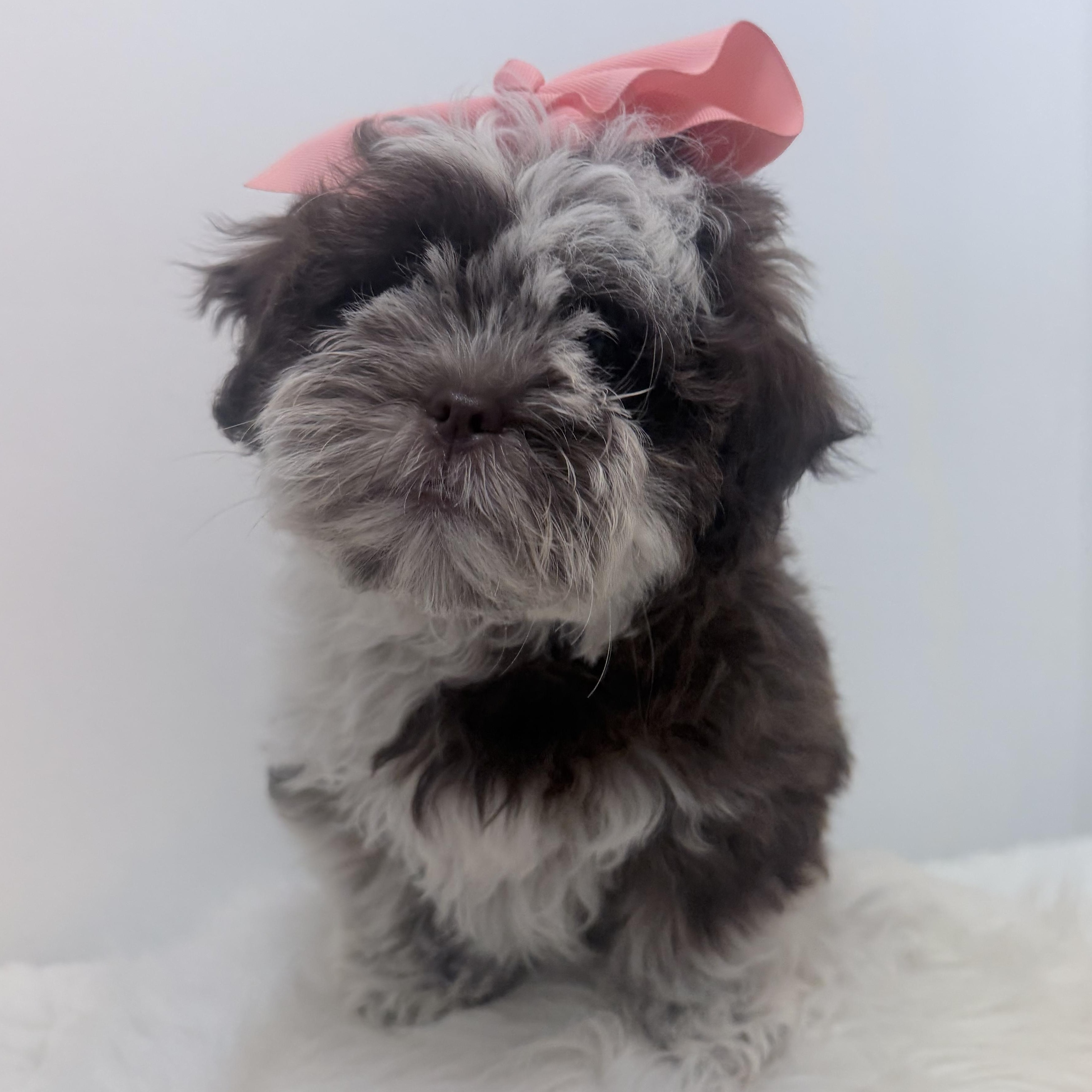 Enlarge Cookies n cream, a Adoptable Shih poo in Wrightstown, NJ image 4/6