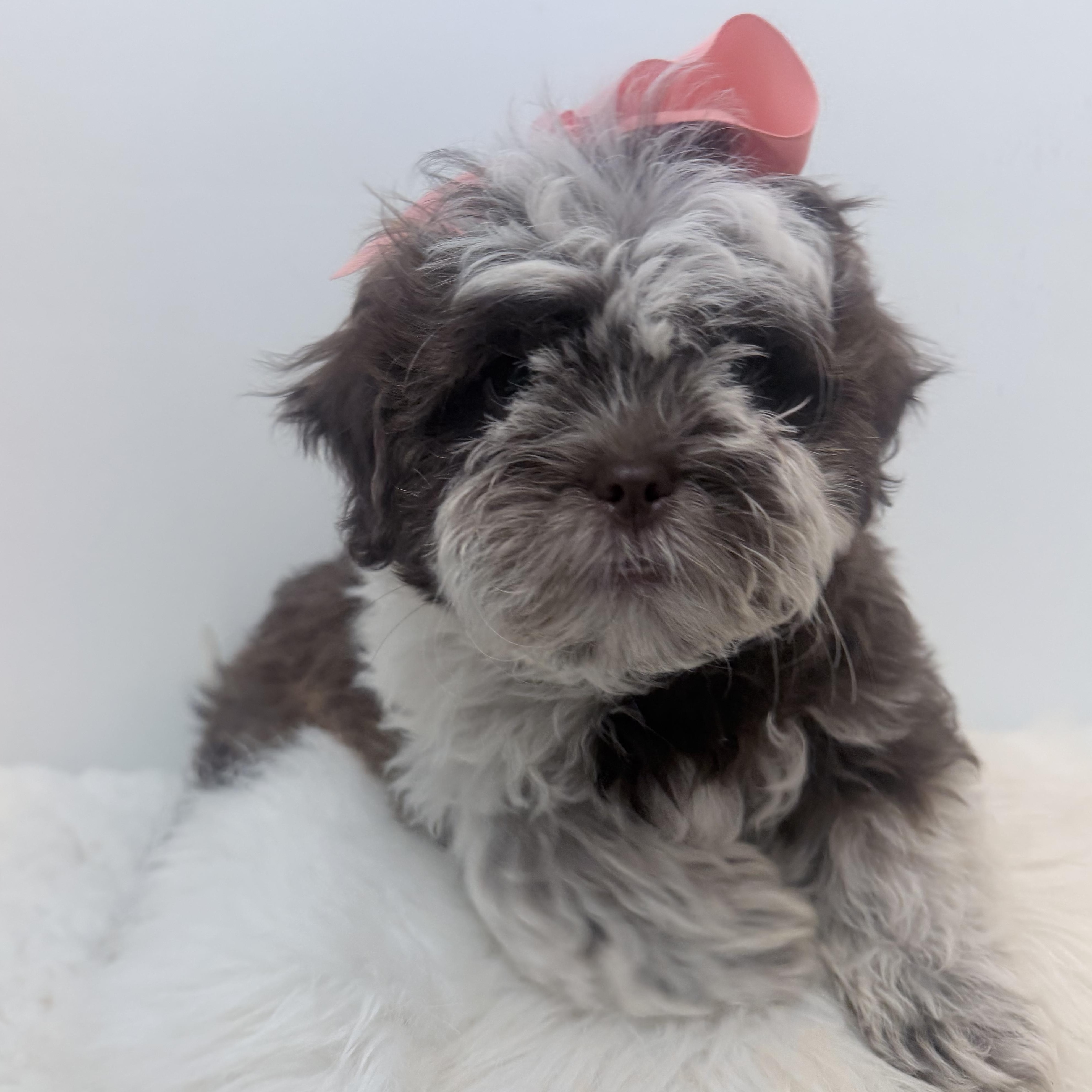 Enlarge Cookies n cream, a Adoptable Shih poo in Wrightstown, NJ image 6/6