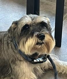 Enlarge Bart, an adopted Schnauzer in Canoga Park, CA image 2/2