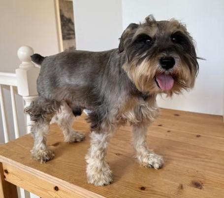 Enlarge Bart, an adopted Schnauzer in Canoga Park, CA image 1/2