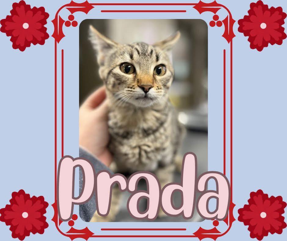 Prada, ADOPTABLE, Kitten Female Tabby.