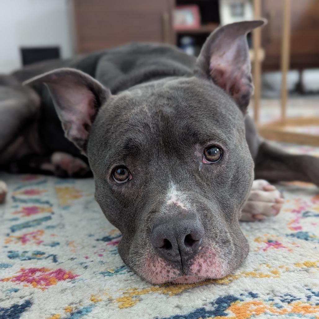 Diet Coke, Adoptable, Adult Female Mixed Breed.
