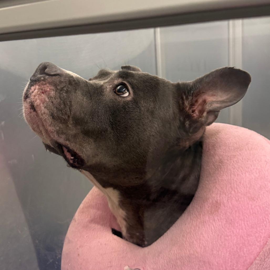 Enlarge Diet Coke, a Adoptable Mixed Breed in Mentor, OH image 2/6