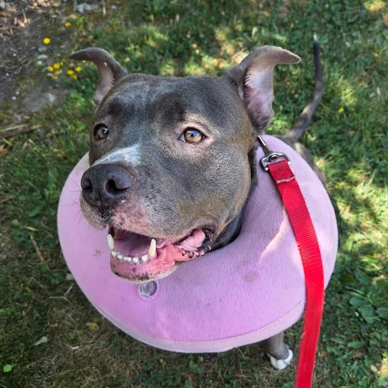 Enlarge Diet Coke, a Adoptable Mixed Breed in Mentor, OH image 3/6