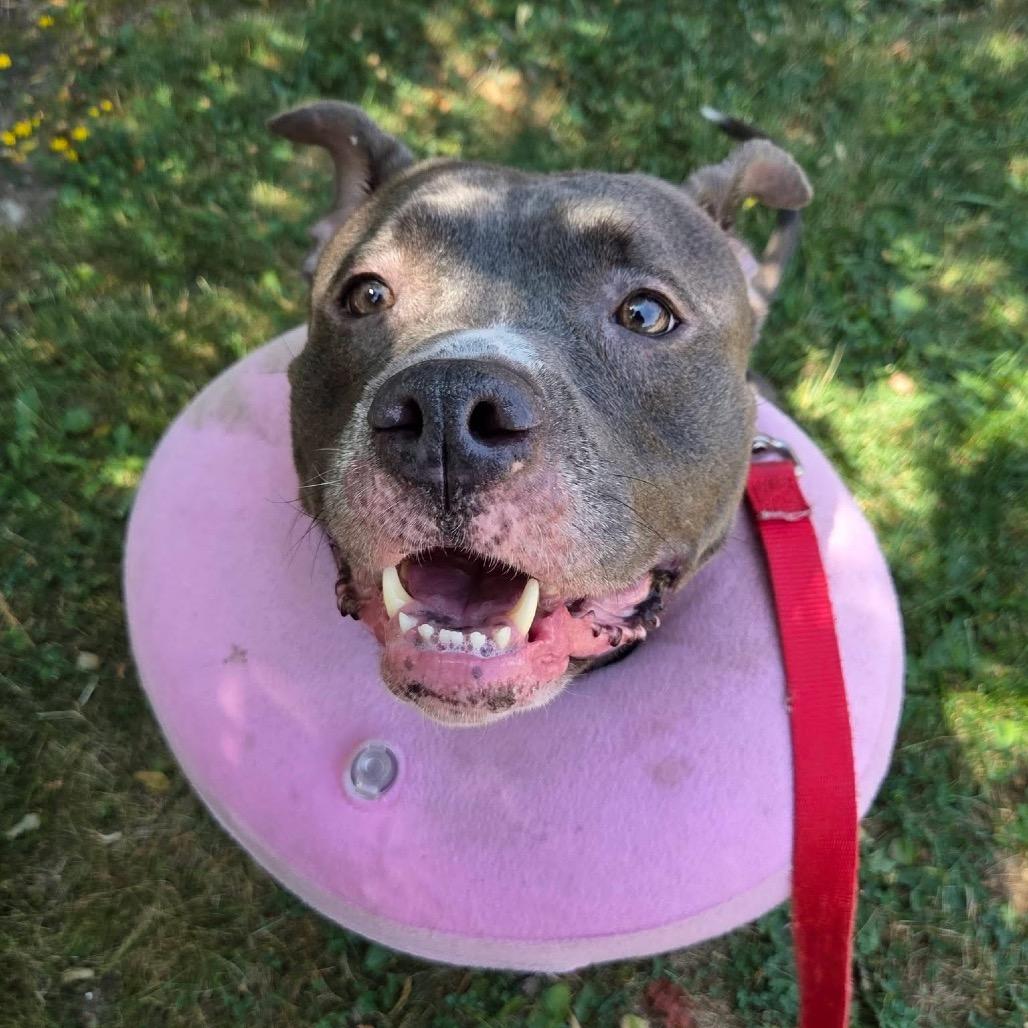 Enlarge Diet Coke, a Adoptable Mixed Breed in Mentor, OH image 4/6