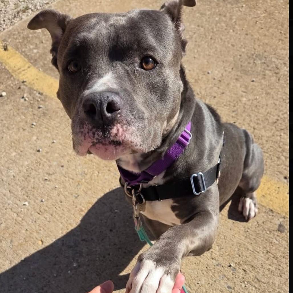 Enlarge Diet Coke, a Adoptable Mixed Breed in Mentor, OH image 5/6