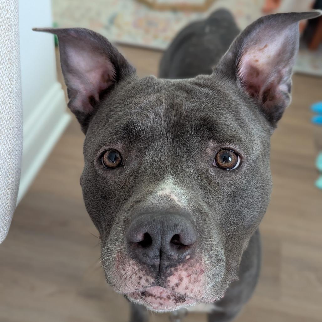 Enlarge Diet Coke, a Adoptable Mixed Breed in Mentor, OH image 6/6