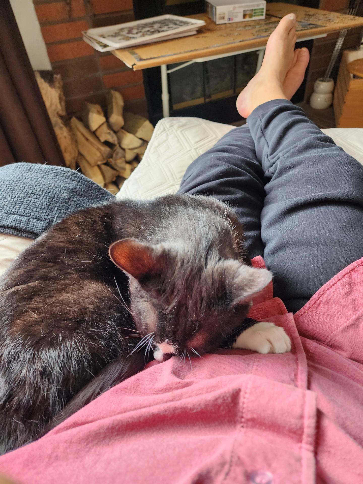 Popcorn, ADOPTABLE, Adult Male Domestic Short Hair.