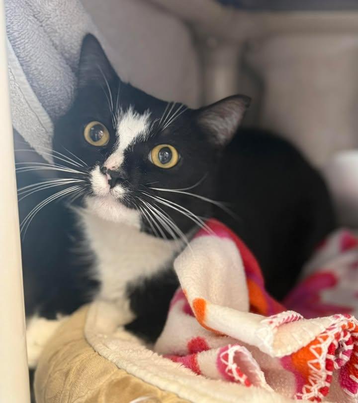Popcorn, ADOPTABLE, Adult Male Domestic Short Hair.