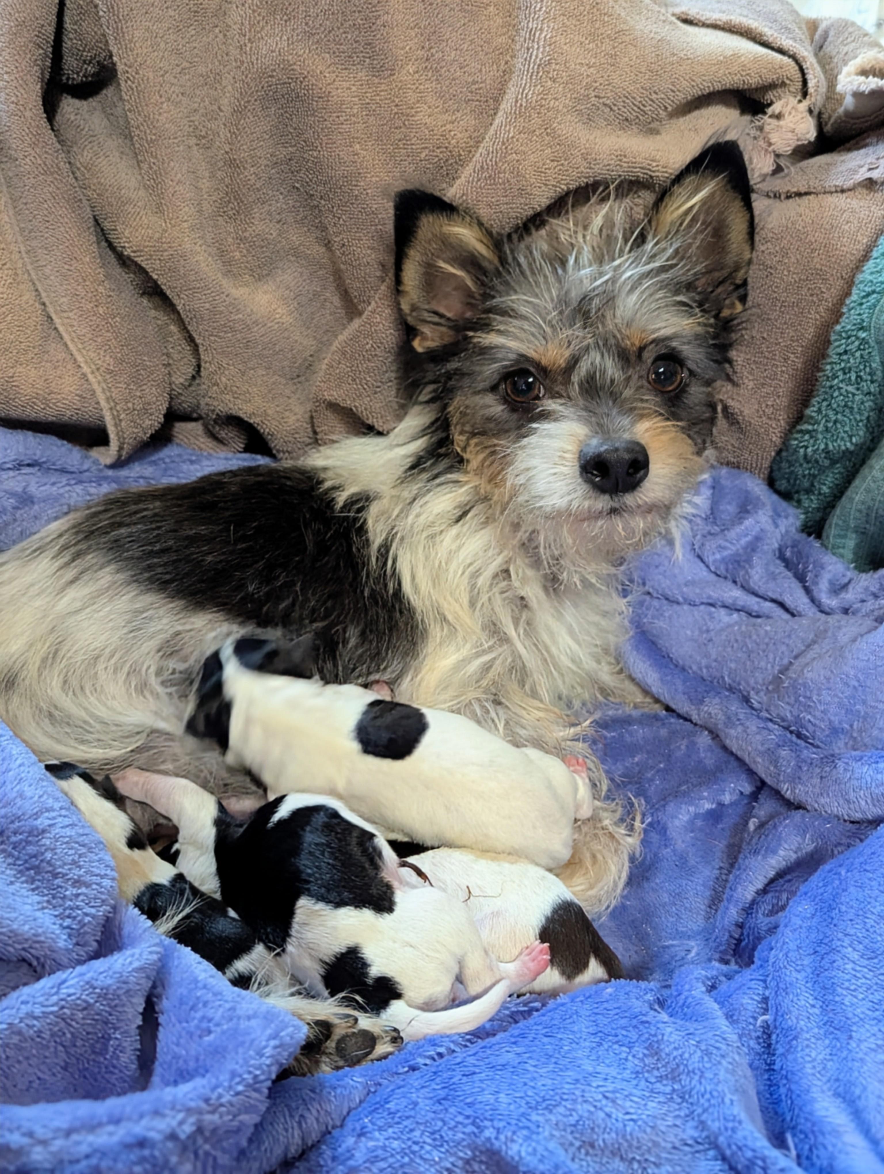 Tasha, adopted, Adult Female Yorkshire Terrier.